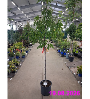Prunus avium C 15 L